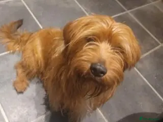 Mixed Breed dogs Dashchund Lhasa cross Male - Advert 2