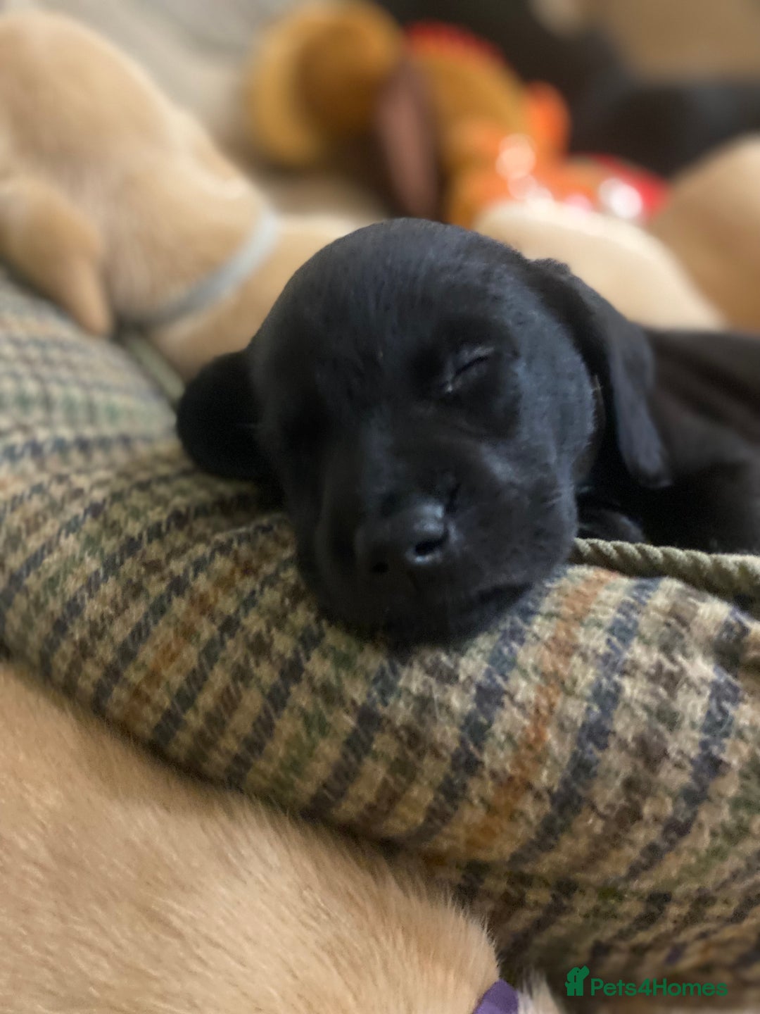 Labrador Retriever dogs for sale: Gorgeous Working Labrador puppies  - Advert 15