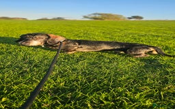Dachshund dogs for sale: Ozzy (teckel)  - Image 1