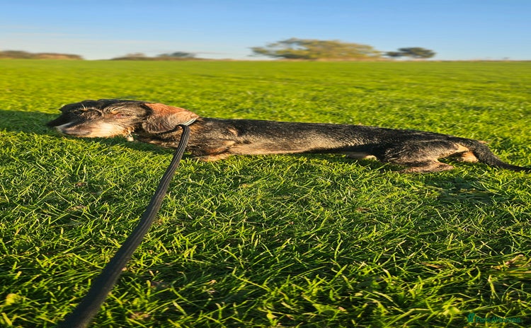 Dachshund dogs - Advert 5