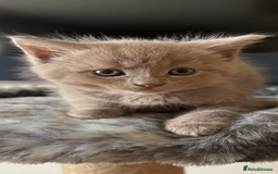 Maine Coon cats for sale: 7 Maine Coon x Bengal kittens - Image 8