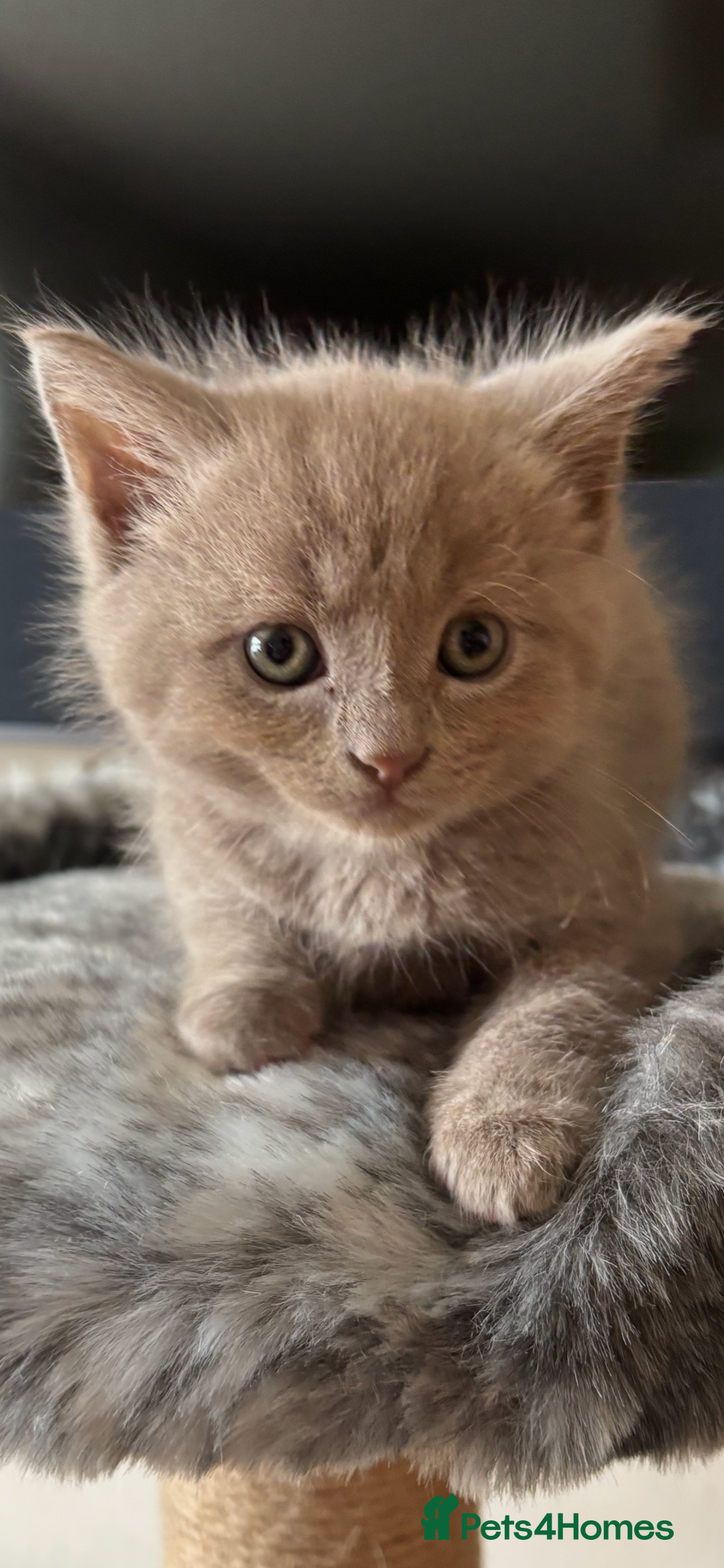 Maine Coon cats for sale: 7 Maine Coon x Bengal kittens - Image 8