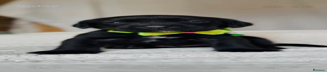 Springador Puppy 6