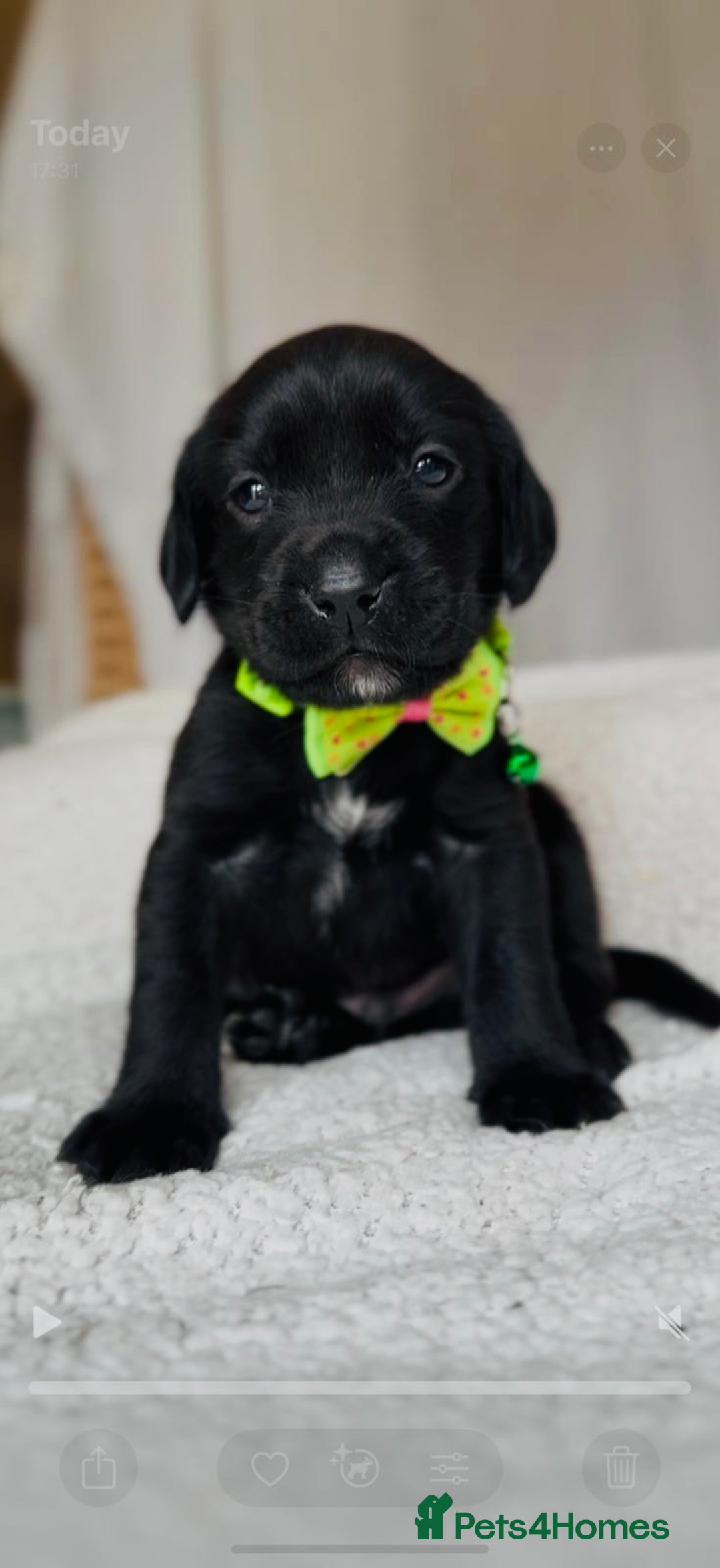 Springador dogs for sale: Springador Puppies - Image 6