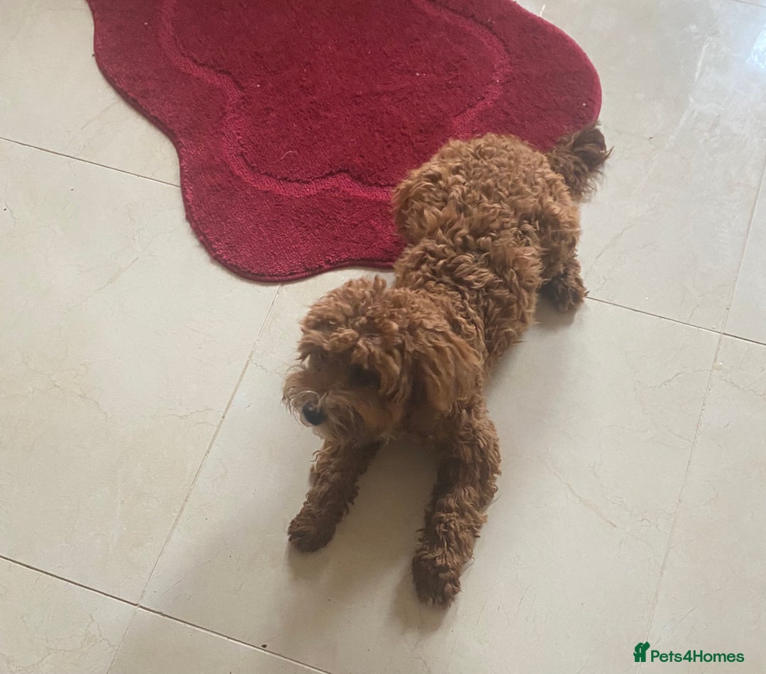 Cavapoo dogs for sale: F1 fox red cava poo girl available now  - Advert 7