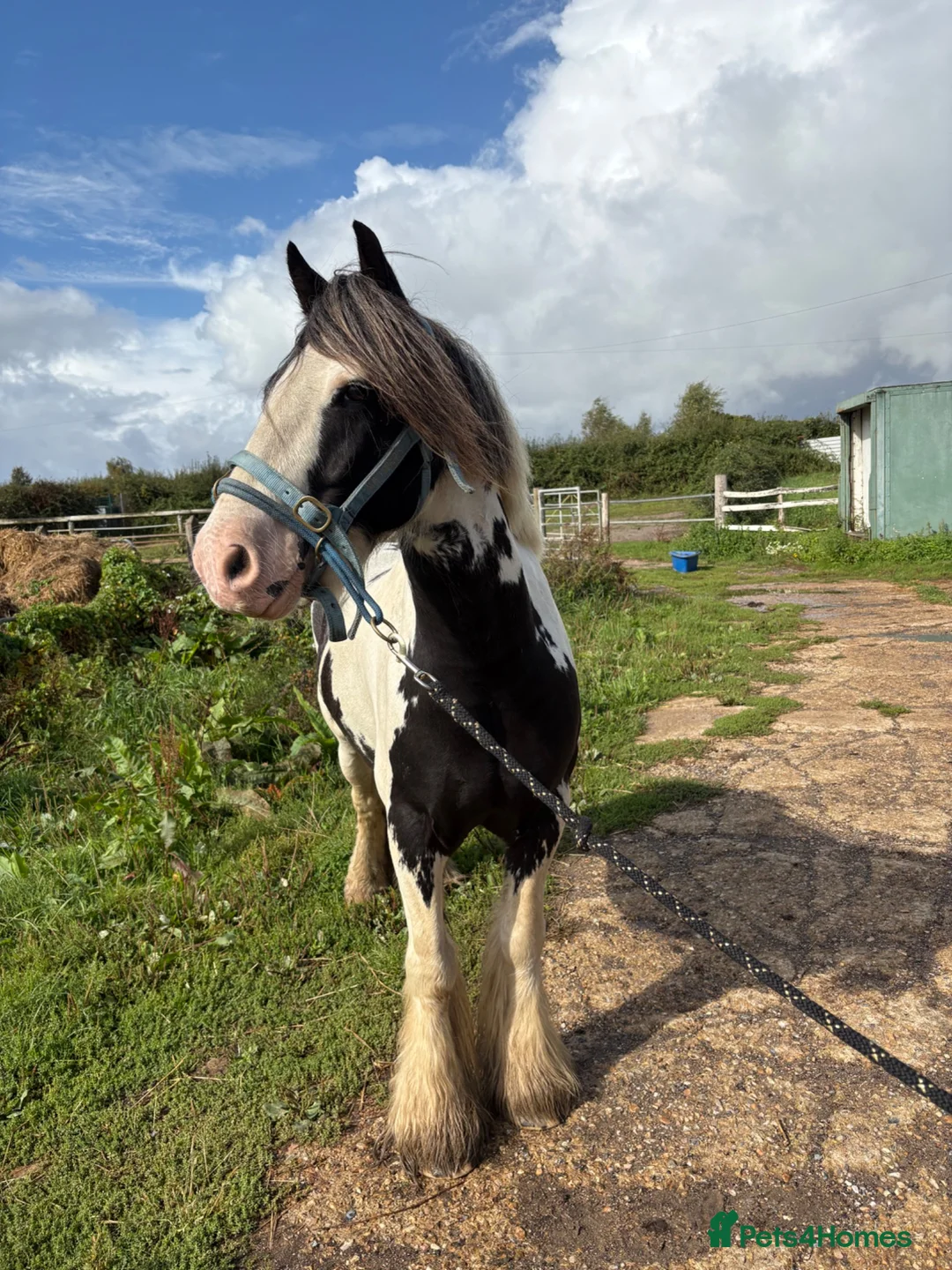 Irish Cob horses for sale: Koby handsome gelding  - Advert 2