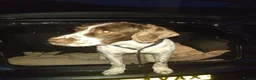 English Springer Spaniel dogs for stud: FULLY TESTED, WORKING AS ASSISTANCE DOG - Advert 1