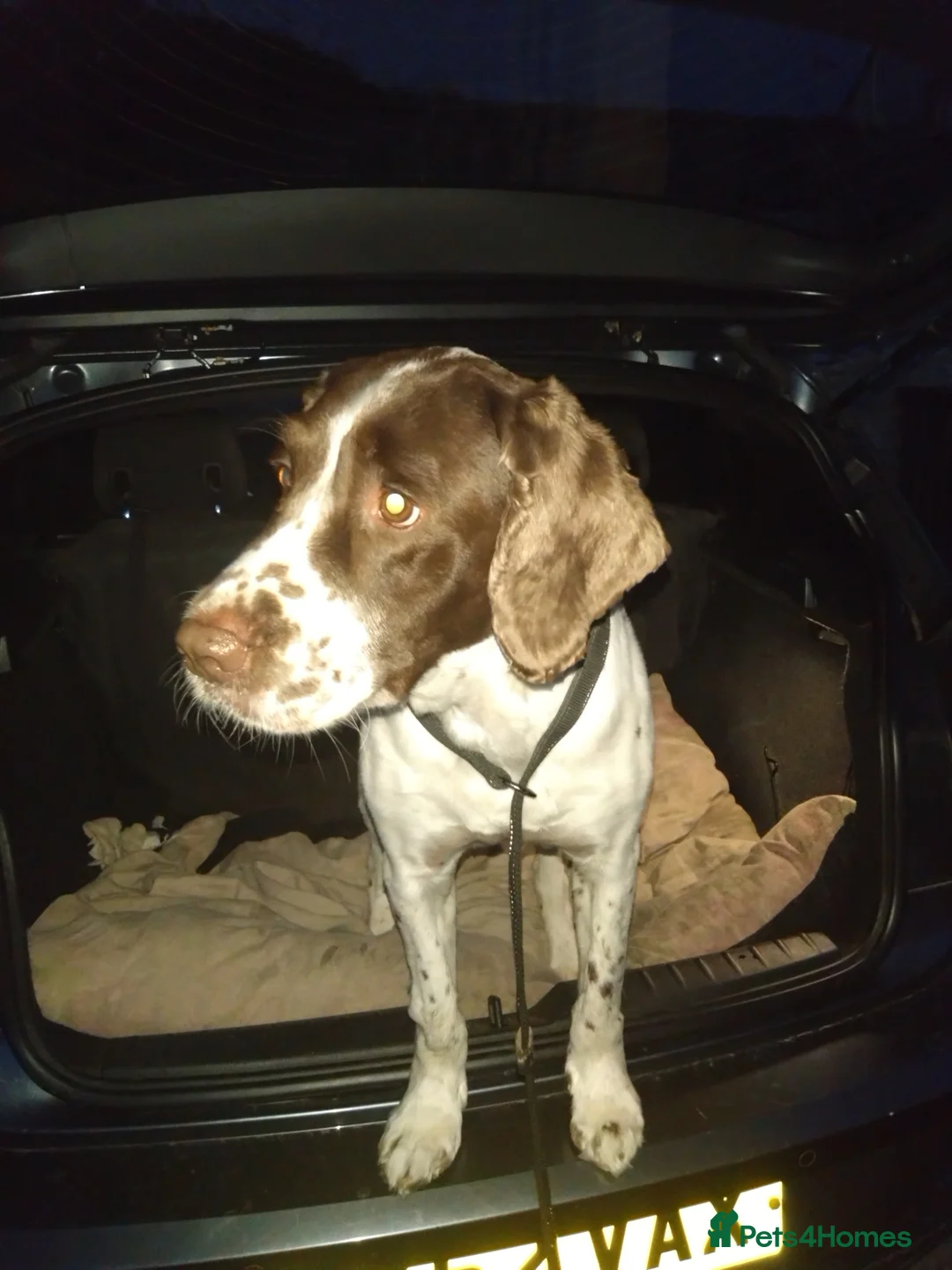 English Springer Spaniel dogs for stud: FULLY TESTED, WORKING AS ASSISTANCE DOG - Advert 1