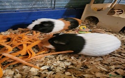 Guinea Pig rodents for sale: 2 female guinea pigs - Image 6