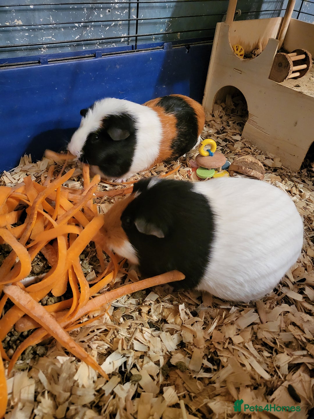 Guinea Pig rodents for sale: 2 female guinea pigs - Image 6