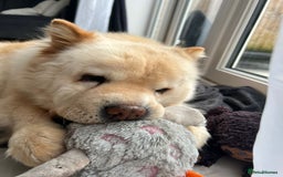 Chow Chow dogs for sale: Chow chow girl seeking a new home  - Image 1