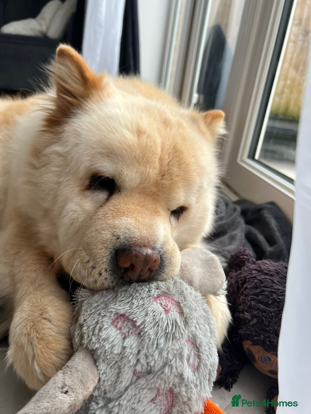 Chow Chow dogs for sale: Chow chow girl seeking a new home  - Image 1