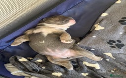 English Bulldog dogs for sale: New English bull dogs  - Image 2