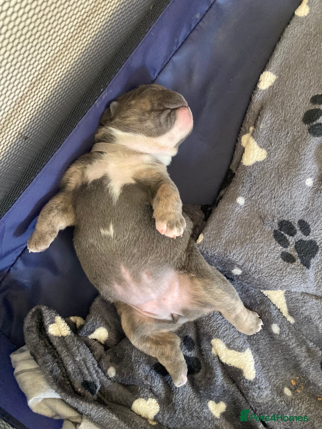 English Bulldog dogs for sale: New English bull dogs  - Image 2