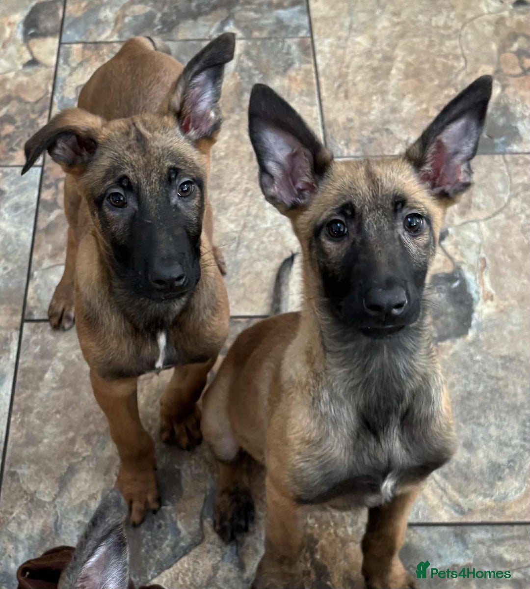 Belgian Shepherd Dog dogs for sale: Belgian malinois  - Image 8