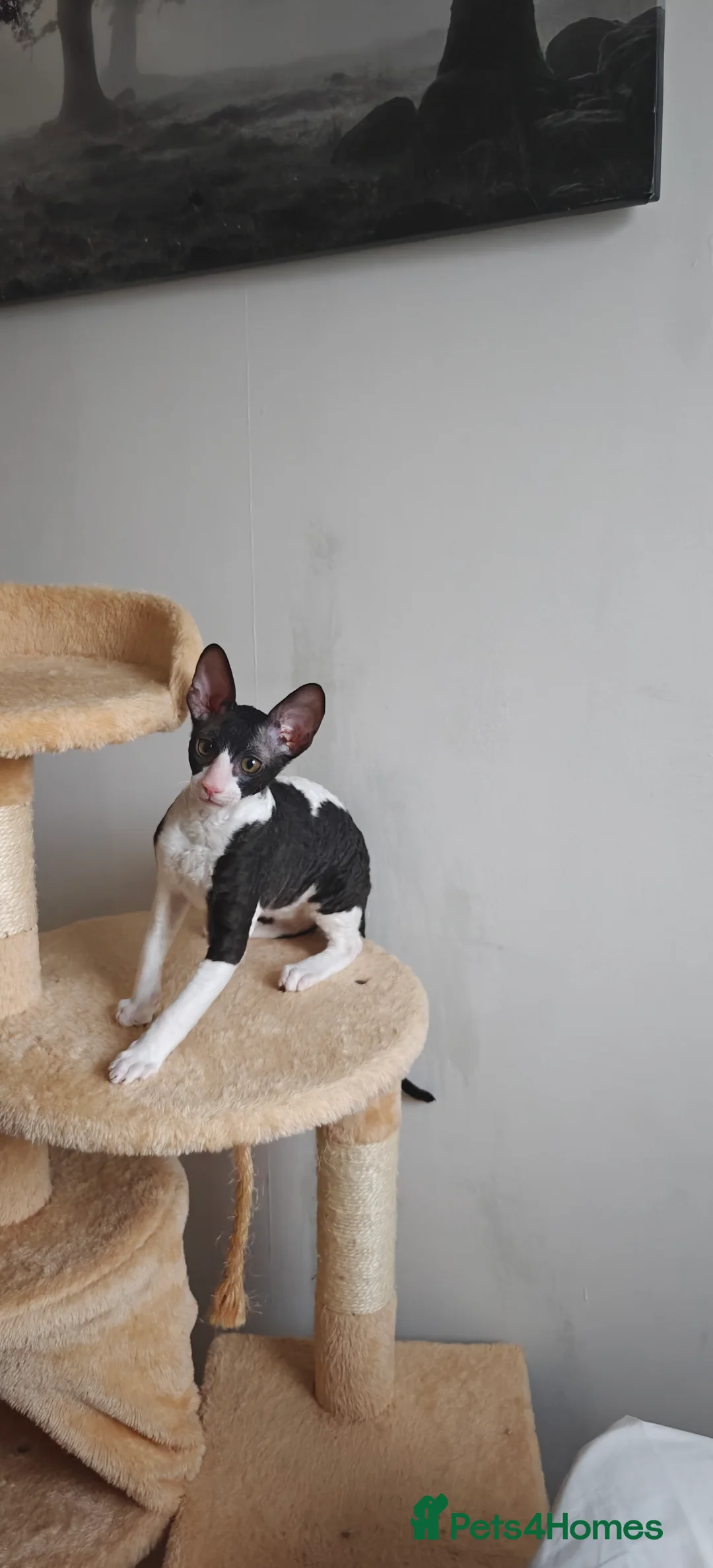 Cornish Rex cats for sale: Cornish Rex Kitten Ready for his new  home! - Advert 23