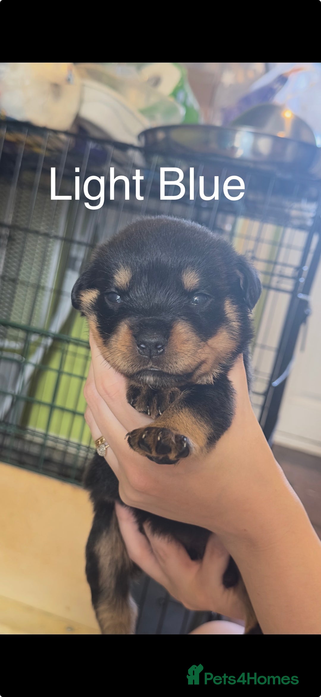 Rottweiler dogs for sale: CHUNKY PUREBREAD ROTTWEILERS  - Advert 23