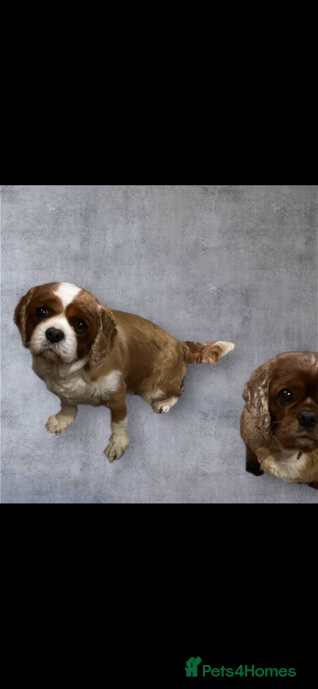 Cavalier King Charles Spaniel dogs for sale: Genuine sale of my 2 cavaliers (speyed) - Advert 9