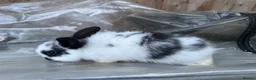 Mini Lion Lop rabbits for sale:  Baby mini lion lops born on 12 August  - Advert 15