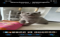 British Shorthair cats for sale: Beautiful British Blues longhair kittens 🩷💙 - Image 22