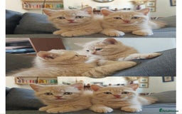 British Shorthair cats for sale: 3 beautiful pedigree British shorthair boys.  - Image 8