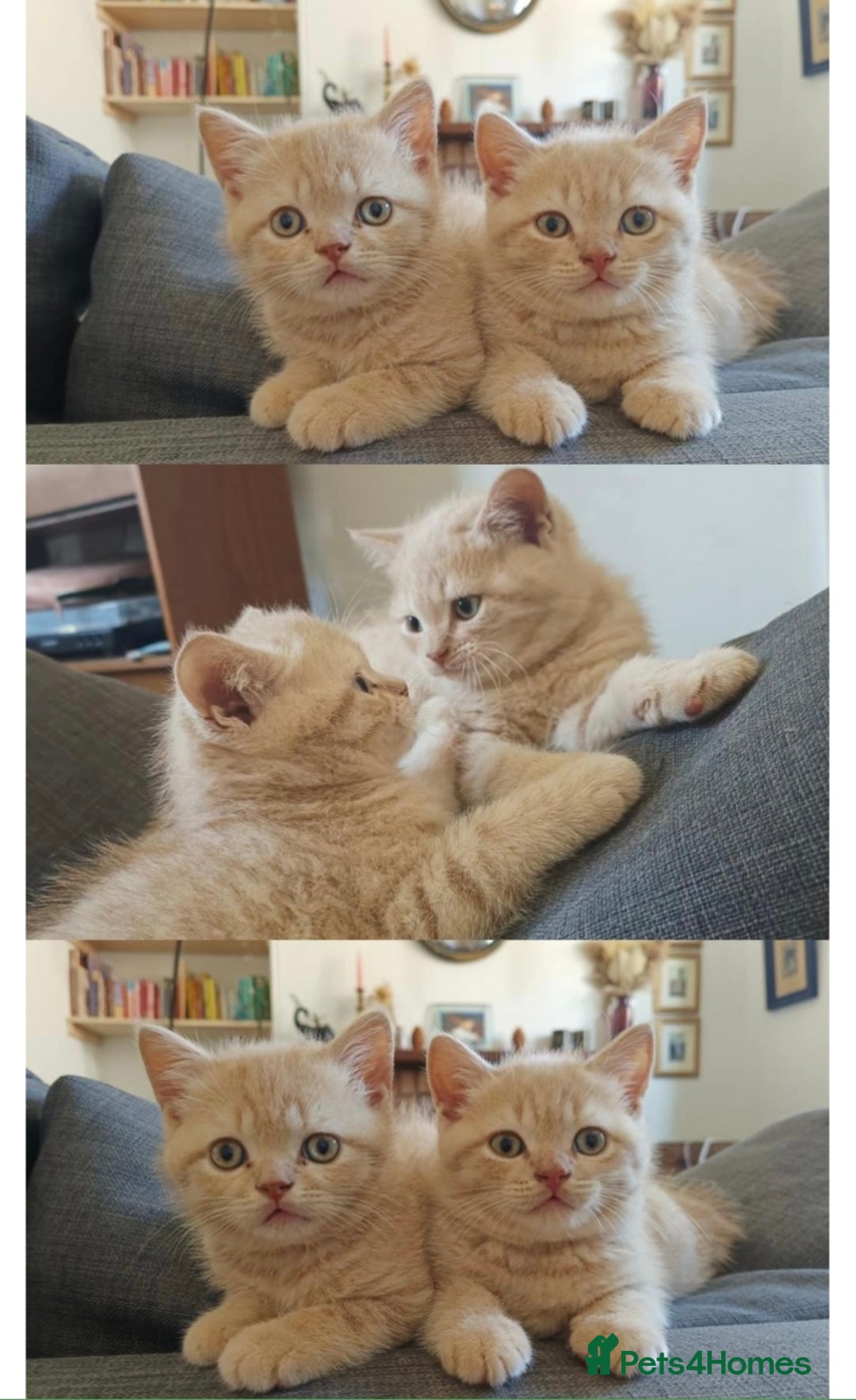 British Shorthair cats for sale: 3 beautiful pedigree British shorthair boys.  - Image 8
