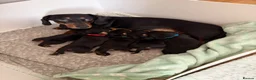 Miniature Dachshund dogs for sale: 4 male smooth hair miniature dachshund  - Advert 18