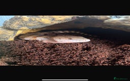 Skink reptiles for sale: Blue Tongue Skink  - Image 1