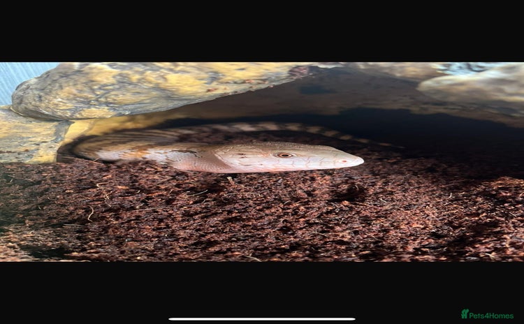 Skink reptiles - Advert 13