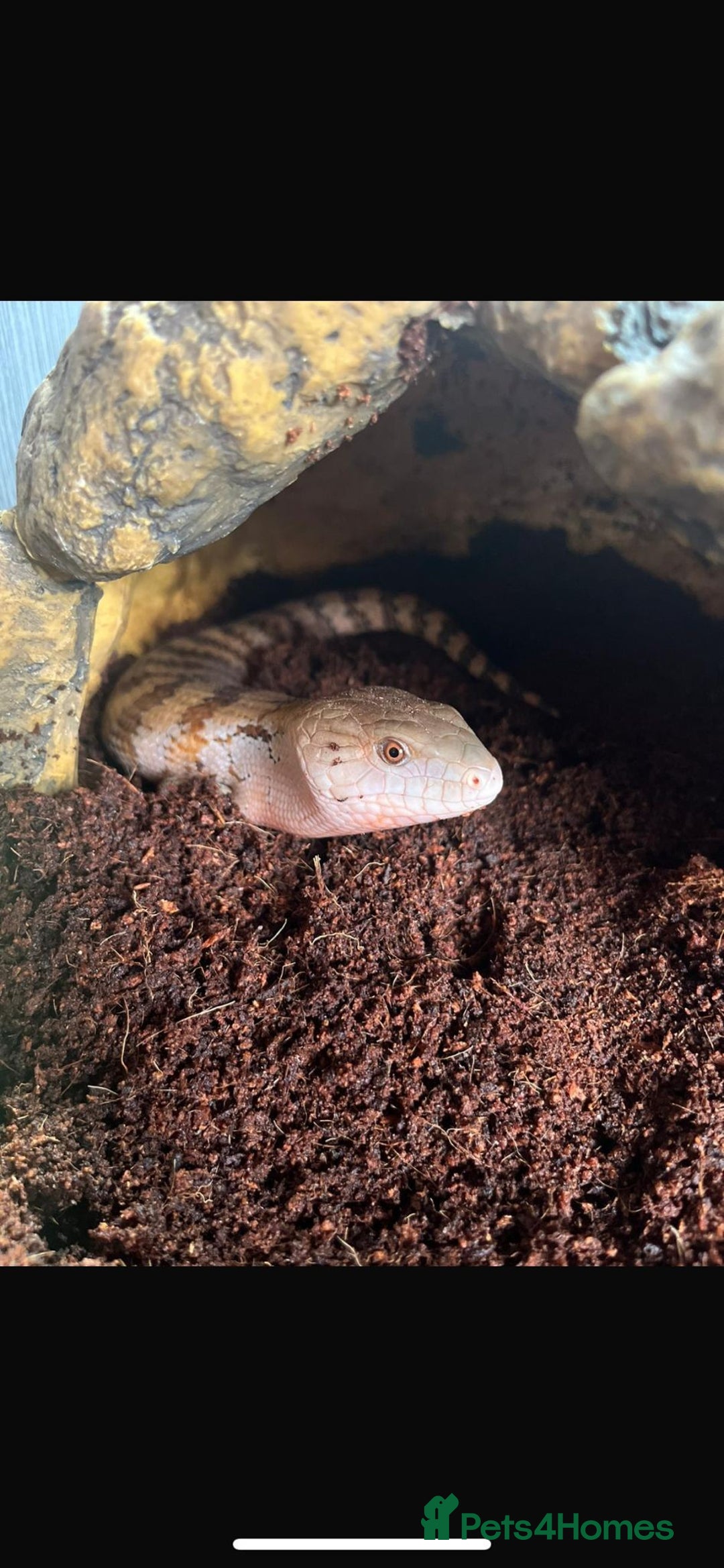 Skink reptiles for sale: Blue Tongue Skink  - Image 1