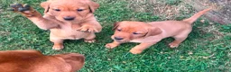 Labrador Retriever dogs for sale: Fox Red Labradors in Oswestry - Advert 11