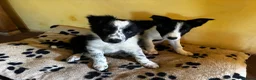 Border Collie dogs for sale: Stunning Border Collies - Advert 14