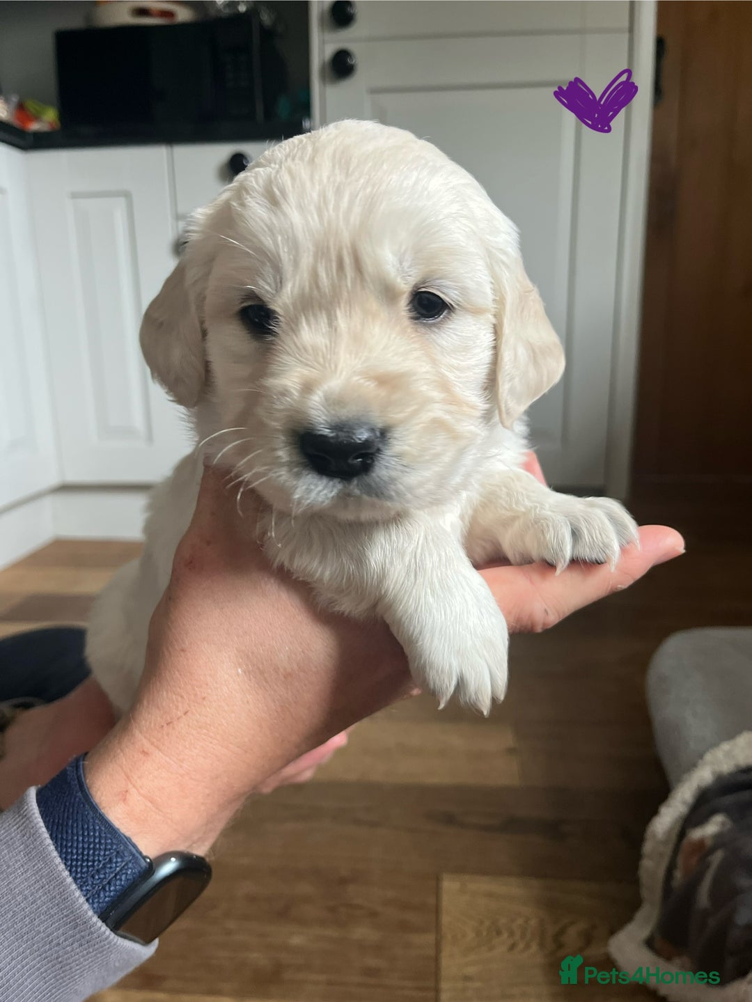 Golden Retriever dogs for sale: 🐾Three stunning golden retriever puppies. 🐾 - Image 5