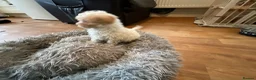 Toy Poodle dogs for sale: Toy poodle pups - Advert 4