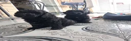 Cockapoo dogs for sale: F2 Cockapoo **1 Male left** - Advert 4