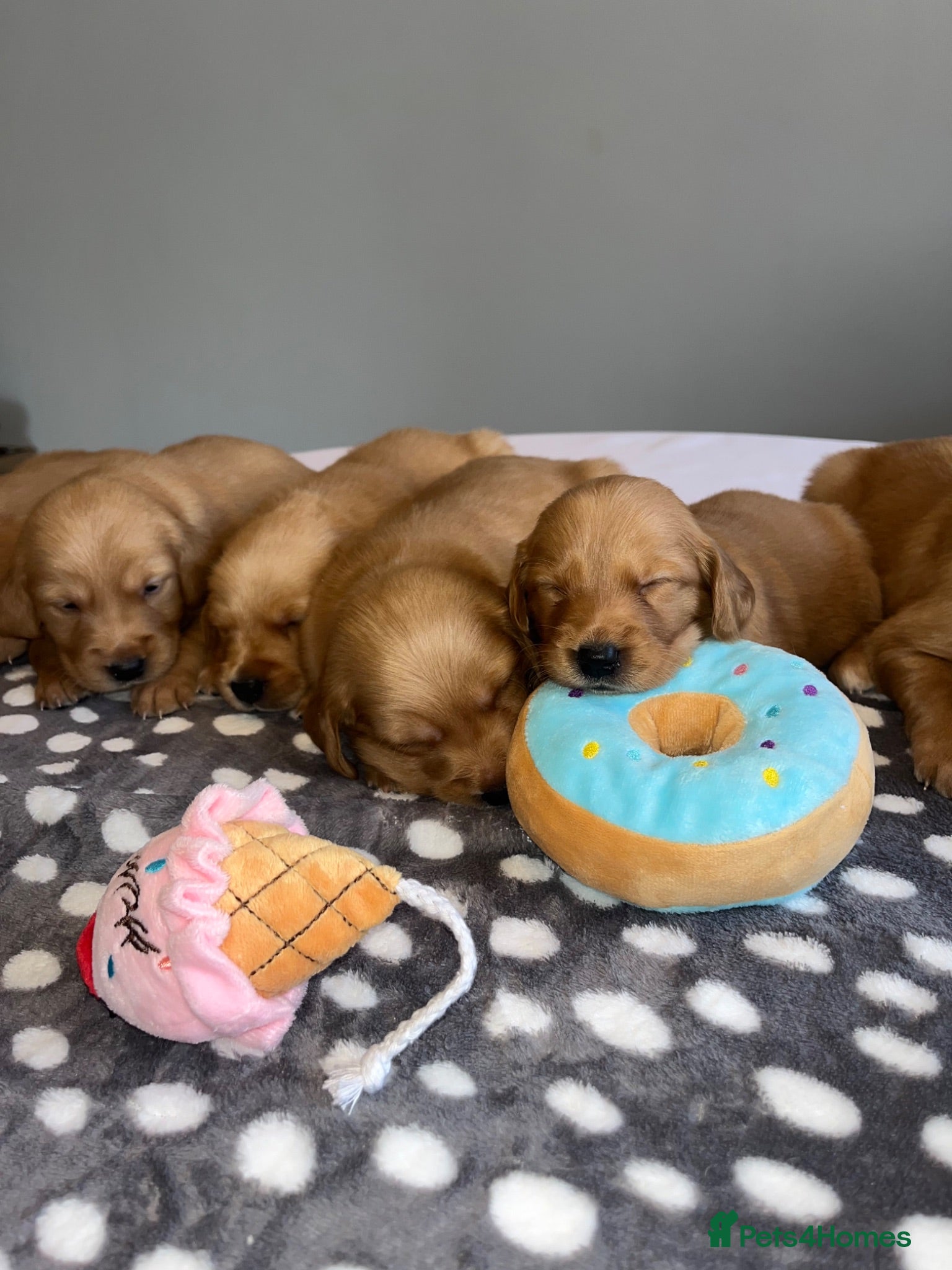 Golden Retriever dogs KC Fox Red Golden Retriever Puppies  - Advert 2