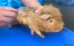Guinea Pig rodents for sale: Guinea pigs  - Image 11