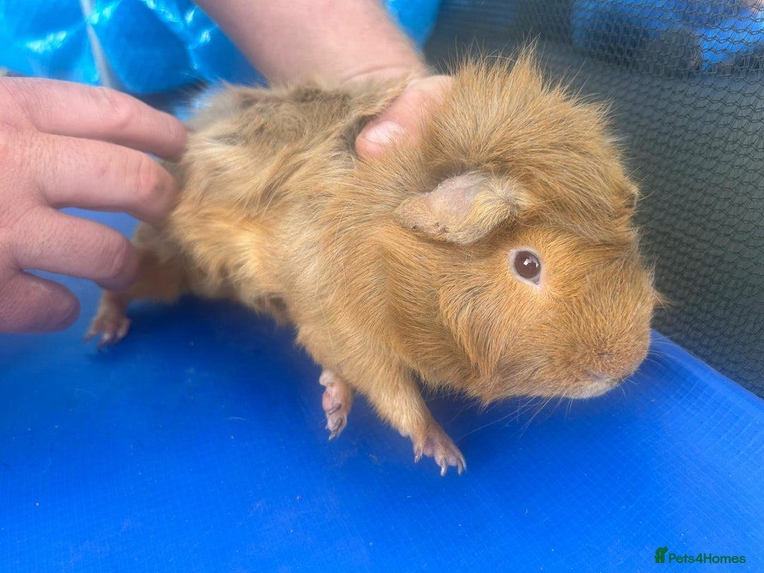 Guinea Pig rodents for sale: Guinea pigs  - Image 11
