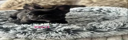 French Bulldog dogs for sale: 🏆KC French Bulldog Puppies🏆 - Advert 19