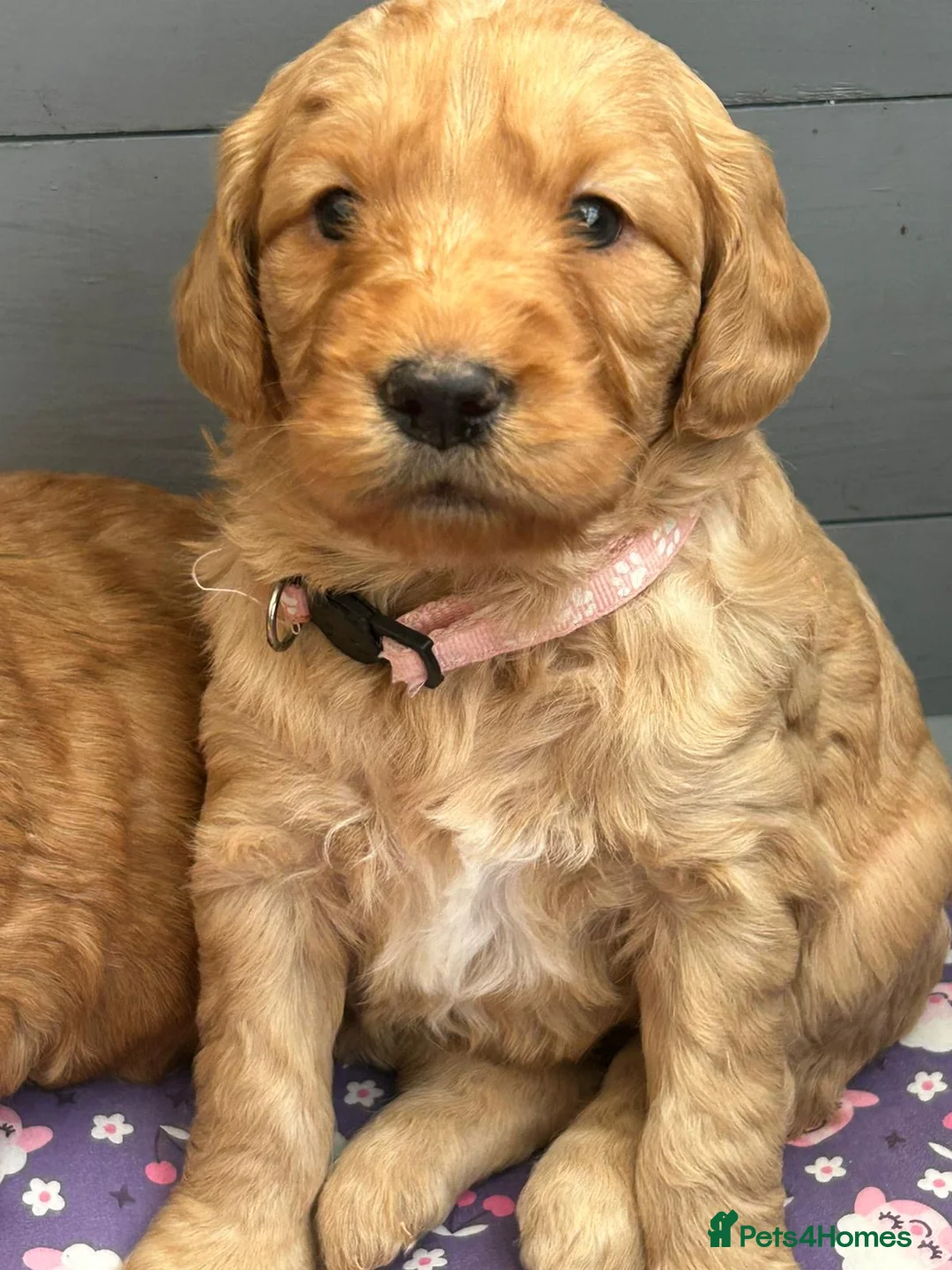 Mini Goldendoodle dogs for sale: Beautiful F1 Miniature Goldendoodle Puppies  - Advert 26