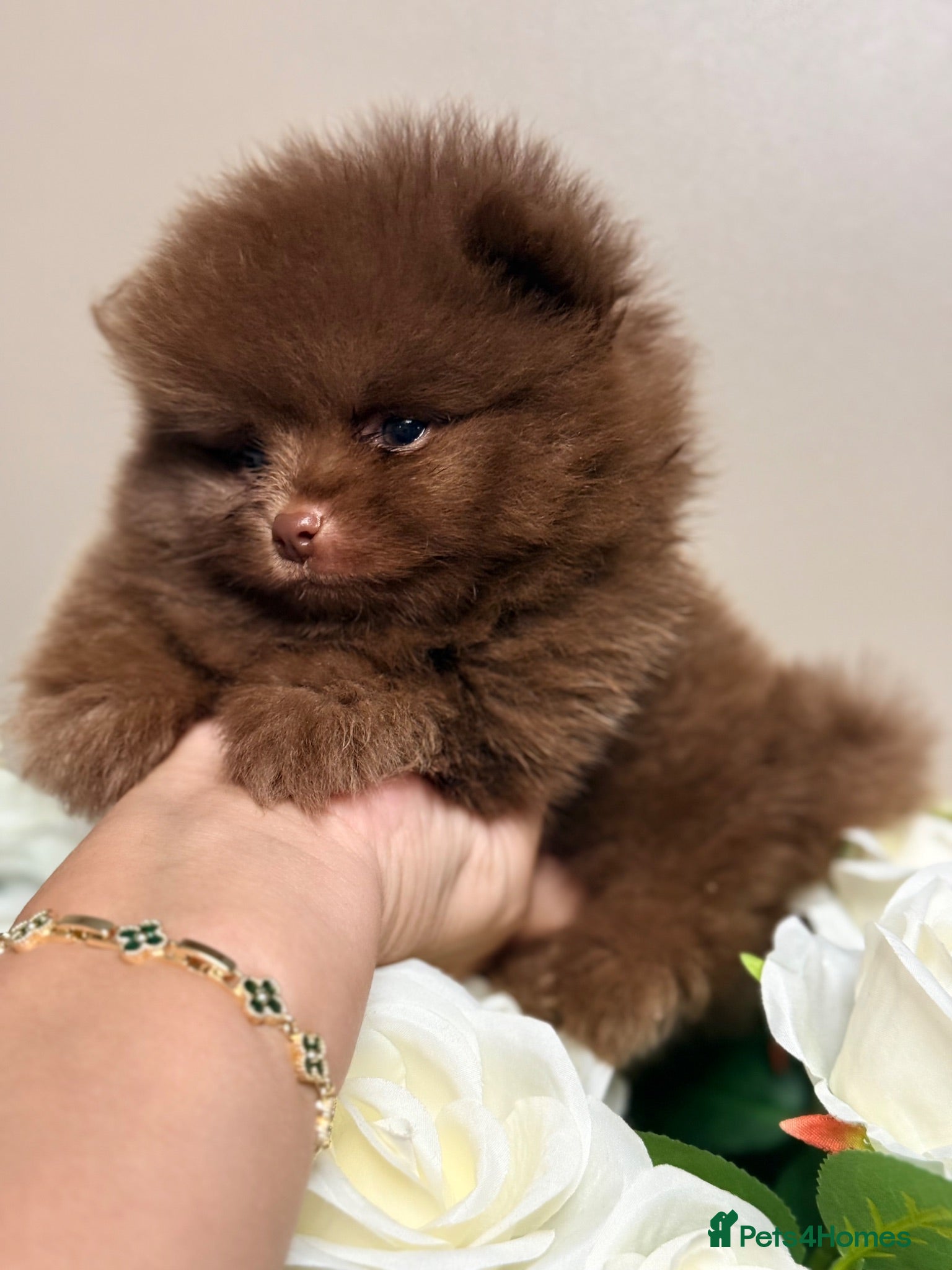 Pomeranian dogs 👑  Bear& Choc Lilac Poms👑 Lilac Beaver boy 👑 - Advert 12
