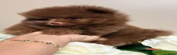 Pomeranian dogs for sale: 🧸 Exceptional Teddy Bear Boys  Rare Colours👑 - Advert 7