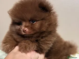 Pomeranian dogs 👑 Bear& Choc Lilac Poms👑 Lilac Beaver boy 👑 - Advert 1