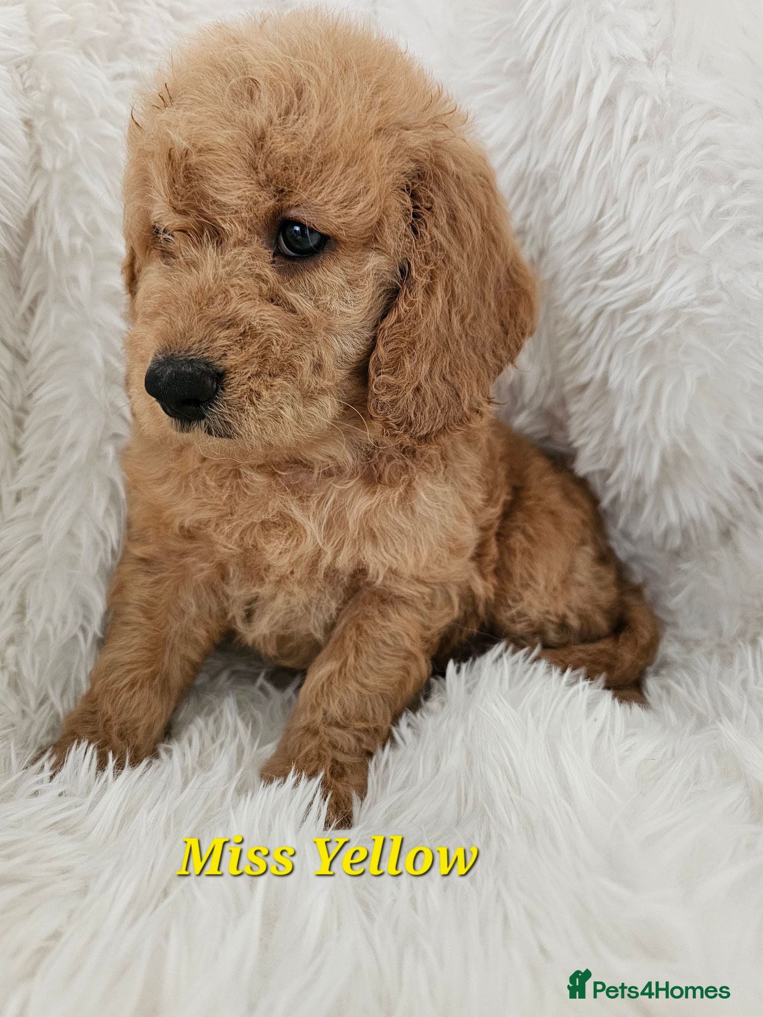 Mini Goldendoodle dogs Goldendoodle F1b  - Advert 2