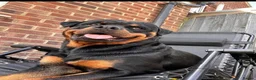 Rottweiler dogs for stud: Handsome male Rottweiler 2 years  - Advert 6