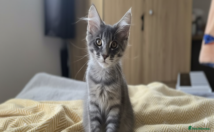 Maine Coon cats - Advert 4