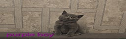 British Shorthair cats for sale: British Blue Shorthair kittens, GCCF pedigree - Advert 33