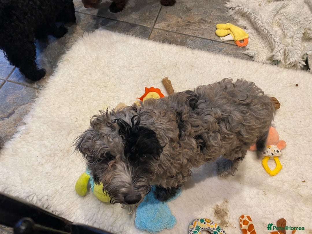 Cockapoo dogs for sale: Gorgeous F2 Cockapoos - Image 9