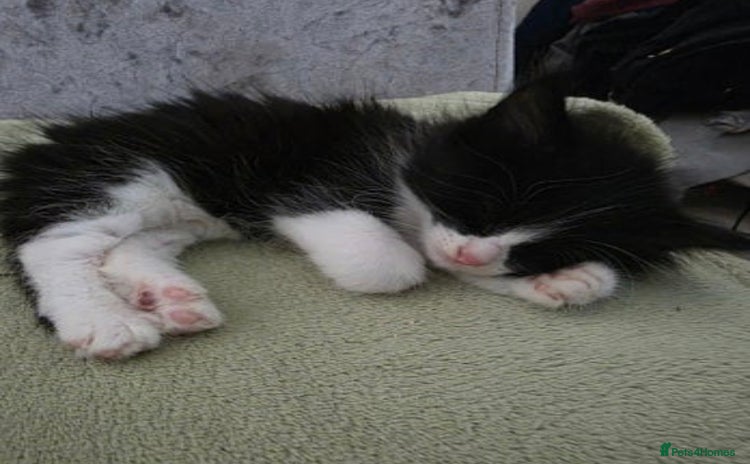 Mixed Breed cats - Advert 4