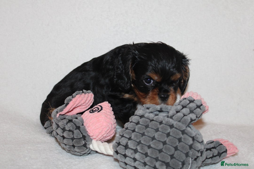 Cavalier King Charles Spaniel dogs for sale: Gorgeous Cavalier King Charles Spaniel puppies - Image 6